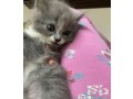 persian-cat-small-1