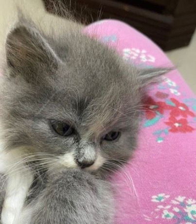 persian-cat-big-0