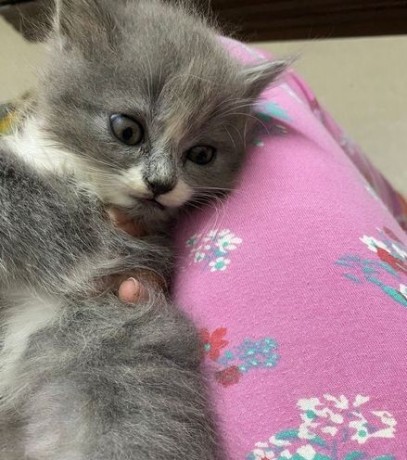 persian-cat-big-1
