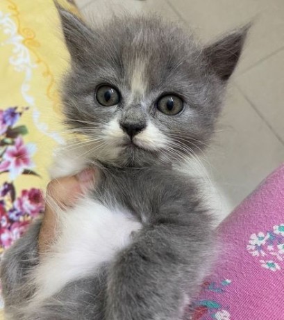 persian-cat-big-2
