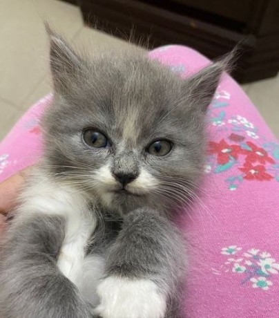persian-cat-big-3
