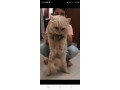 percian-cat-small-0