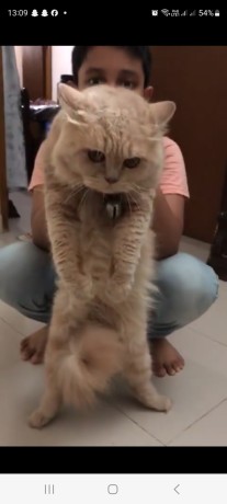 percian-cat-big-0