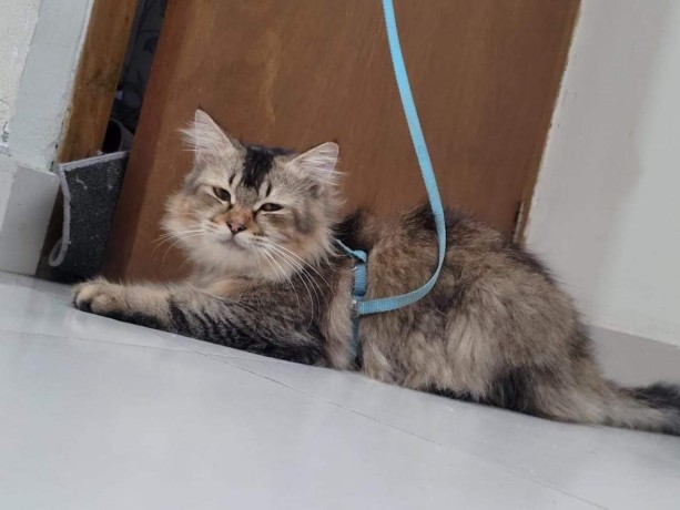 percian-cat-big-1