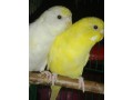 3-pair-budgerigar-small-2