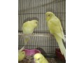 3-pair-budgerigar-small-1