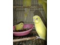 3-pair-budgerigar-small-0