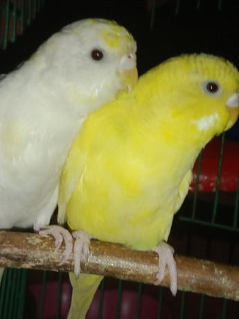3-pair-budgerigar-big-2