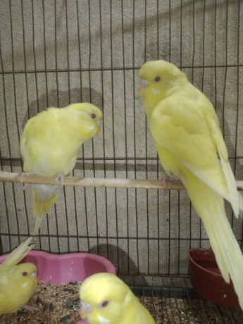3-pair-budgerigar-big-1