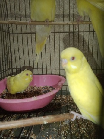 3-pair-budgerigar-big-0