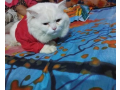 persian-cat-for-sell-small-1