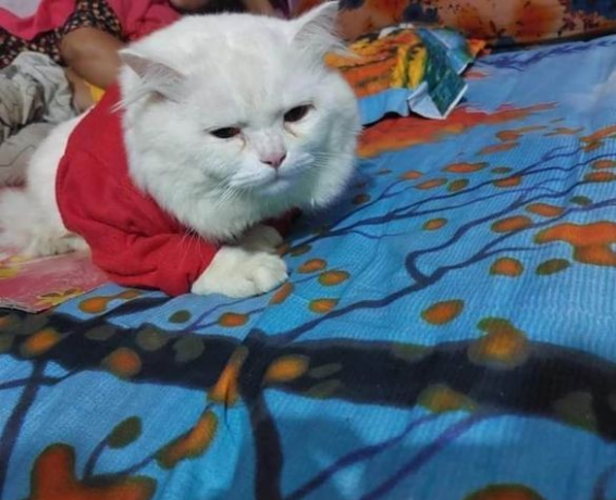 persian-cat-for-sell-big-1